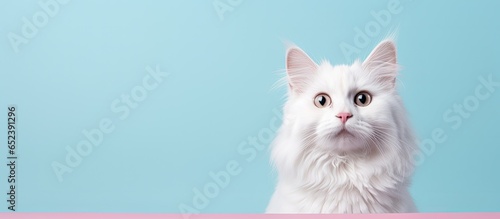 Turkish Angora cat portrait on a isolated pastel background Copy space gazing at camera photo