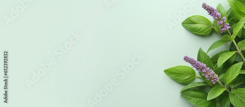 Green basil leaves and flow...