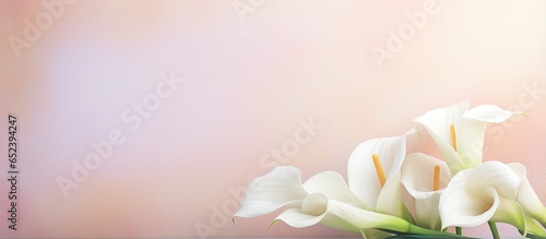Twin calla lily with blurred focus on the floor isolated pastel background Copy space