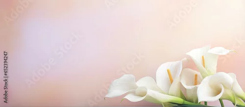 Panel kuchenny z motywem Twin calla lily with blurred focus on the floor isolated pastel background Copy space