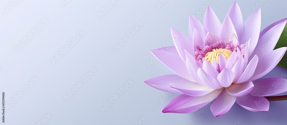 Isolated isolated pastel background Copy space with vividly colored violet and white lotus Isolated isolated pastel background Copy space with vividly colored violet and white lotus