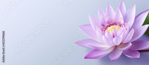 Isolated isolated pastel background Copy space with vividly colored violet and white lotus