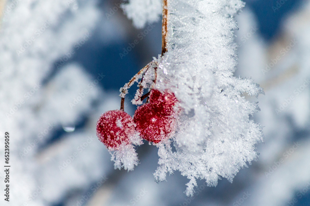 red berries covered with snow - obrazy, fototapety, plakaty 