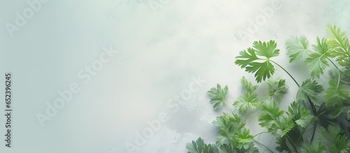 Parsley leaves in garden isolated pastel background Copy space with space above photo