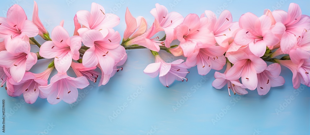 Cute and beautiful images of bouvardia flowers isolated pastel background Copy space