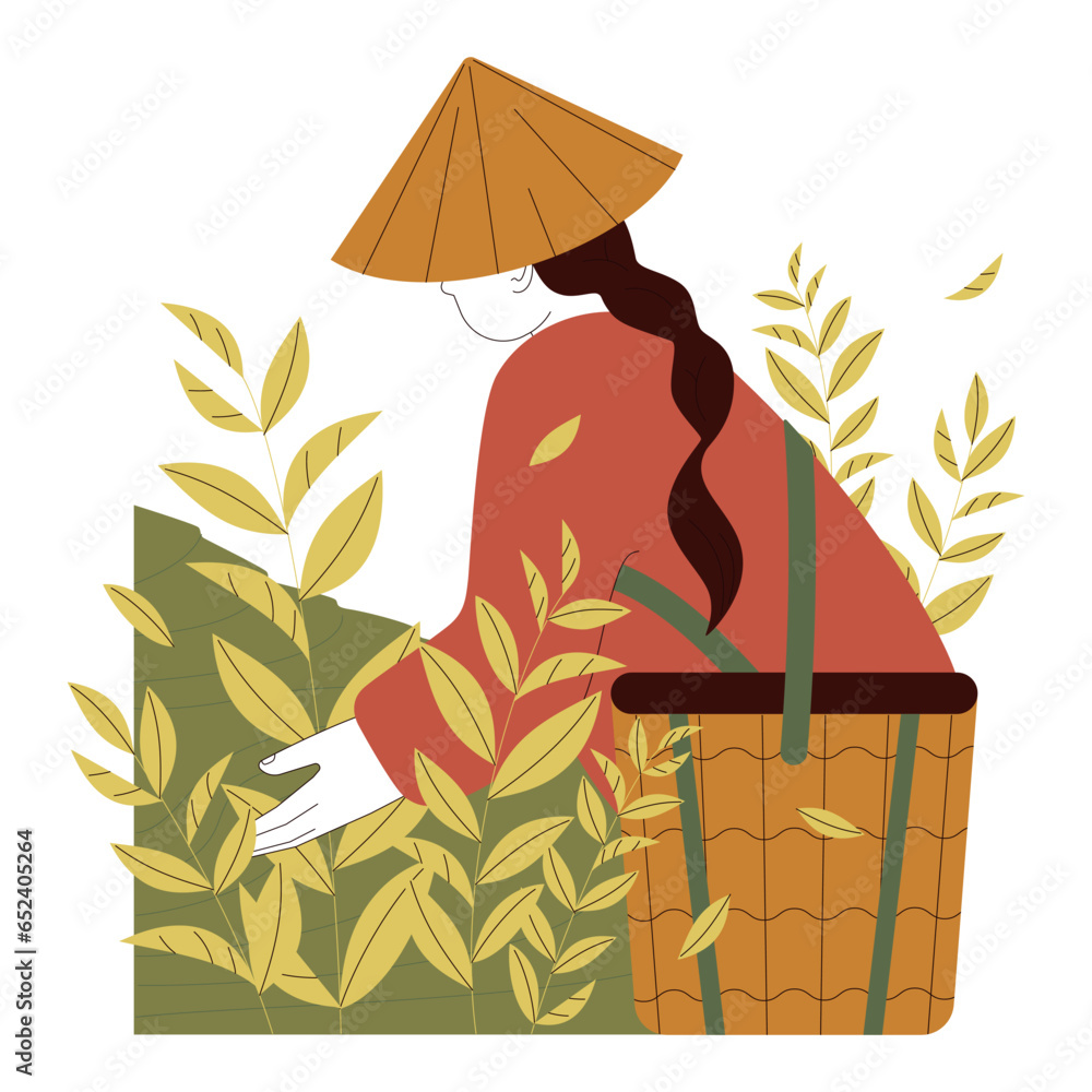 Fotografie Tea harvesting season