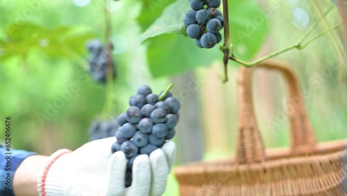 Grapes harvesting. Blue grape bunch in man hands with scissors close up. Detail of handmade grape harvest in autumn vineyard