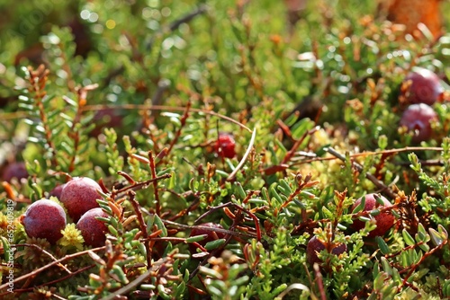 Gewöhnliche Moosbeere (Vaccinium oxycoccos) mit Früchten photo