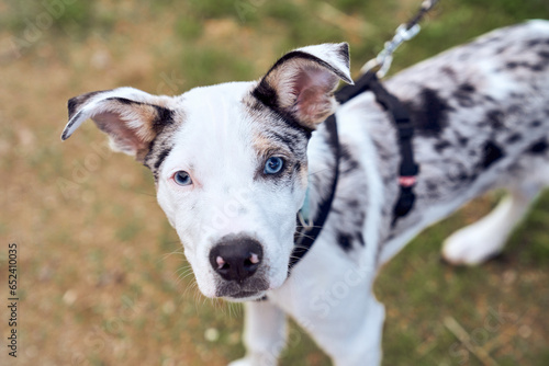 Border collie puppy with blue eyes in the field looking at camera