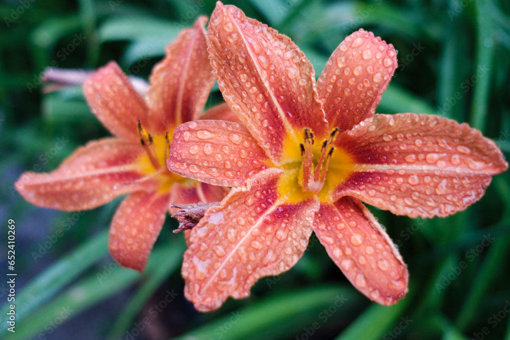 Flowers with Raindrops