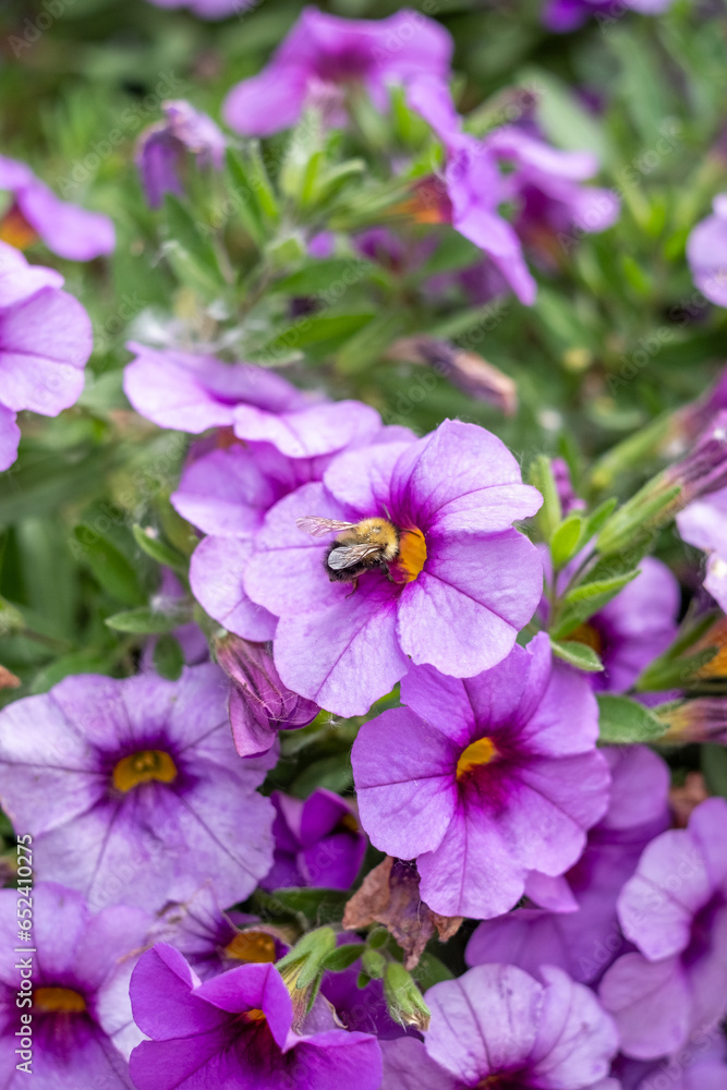 Purple Flowers with Yellow Bee