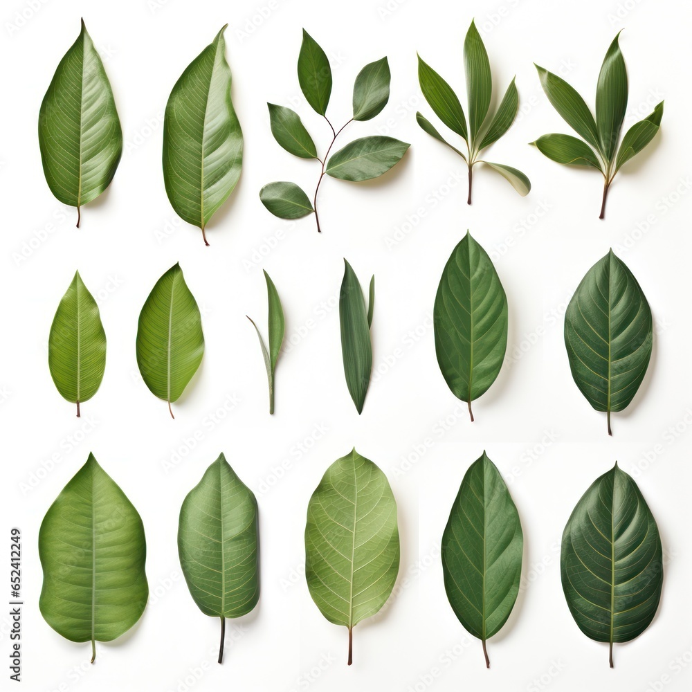 Collection of Magnolia leaves isolated on white, offering design versatility