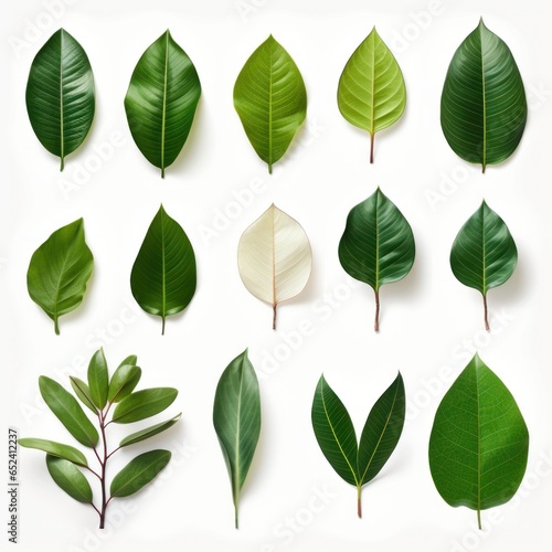 Collection of Magnolia leaves isolated on white, offering design versatility