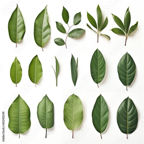 Collection of Magnolia leaves isolated on white, offering design versatility