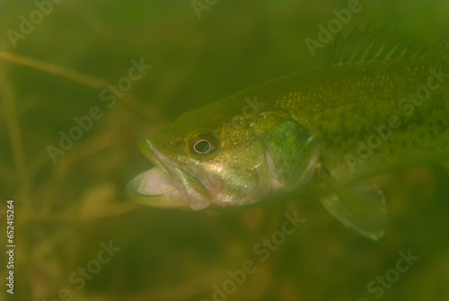 Largemouth bass Micropterus salmoides with big wide open mouth photo