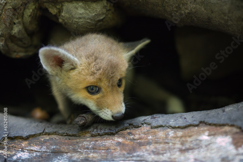 Adopting of baby red fox found in wilf forest lonely photo