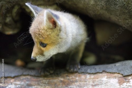 Adopting of baby red fox found in wilf forest lonely photo