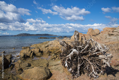 Tronco di albero con radice, trasportato dal mare, Sardegna