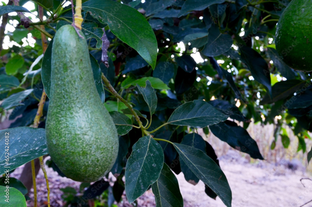 Green avocado fruit ripening on a tree branch in garden. Selective focus.