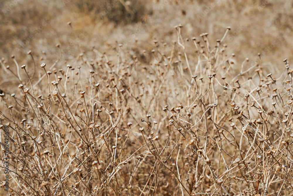 Fototapeta premium Dry plants with a blurred backdrop as a background.