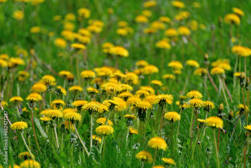 Several beautiful yellow dandelions on nature