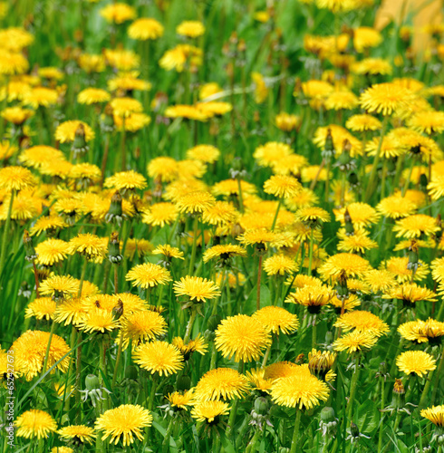 Several beautiful yellow dandelions on nature