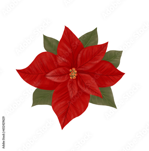 poinsettia. red christmas flower star