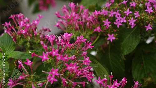 Insect pollination, honey bee collecting pollen, pink pentas lanceolata flowers, fresh floral environment, closeup, outdoors. photo
