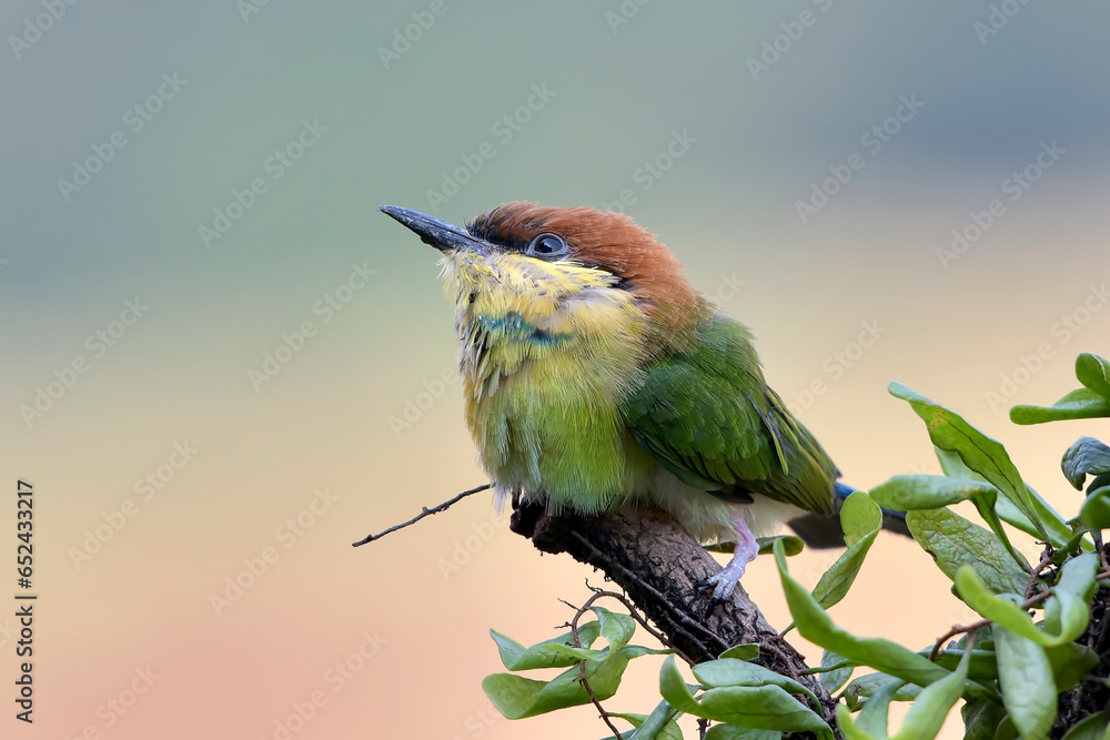 Obraz premium The chestnut-headed bee-eater on a tree branch