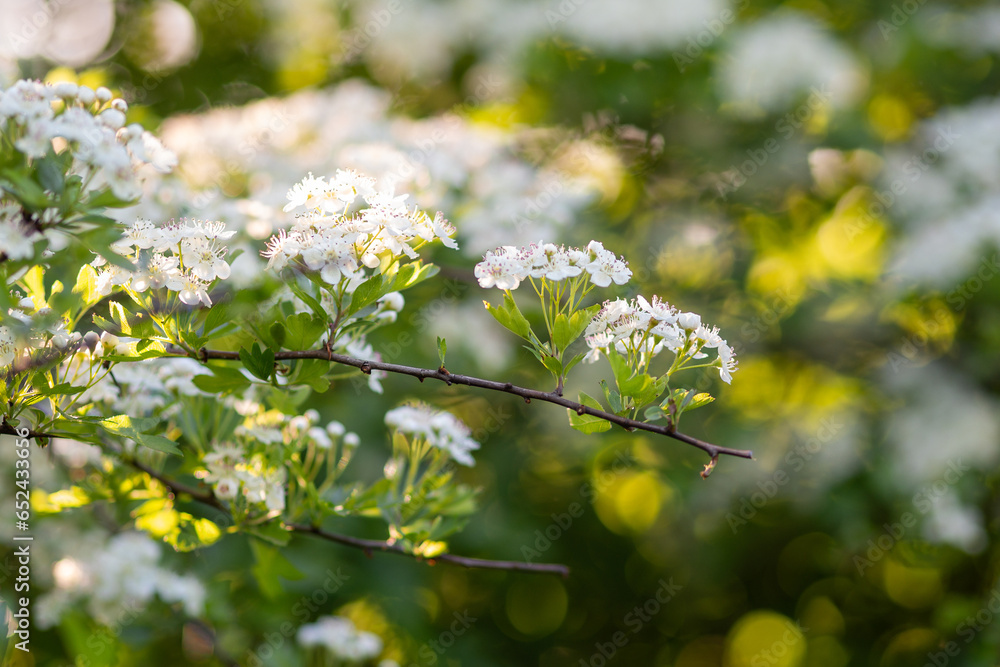 Single hawthorn - Crataegus monogyna - flowers with soft boke Single hawthorn - Crataegus monogyna - flowers with soft boke