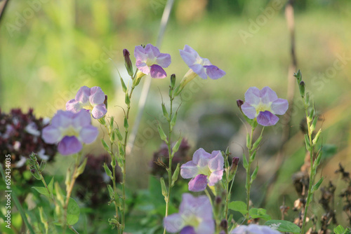 flowers in the garden