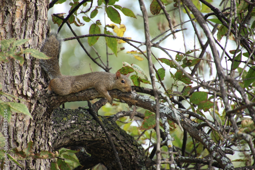 Fox squirrel lying flat on a branch trying to hide in a tree Fox squirrel lying flat on a branch trying to hide in a tree