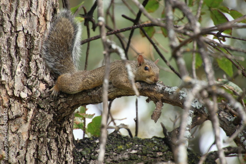 Canvas Print Fox squirrel lying flat on a branch trying to hide in a tree