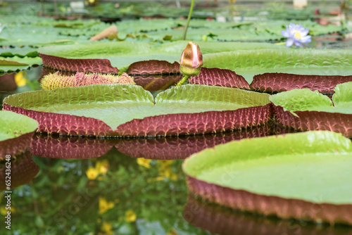 floating leaves and blooming bud of a giant water lily Victoria amazonica