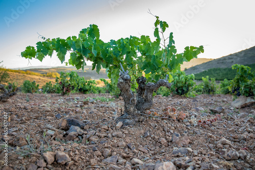 Canvas-taulu Viñas en suelo de roca con racimos de uvas en campos de viñedos para recolectar