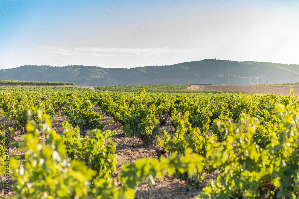 Paisaje de viñas con racimos de uvas en campos de viñedos para recolectar en la vendimia y producir vino