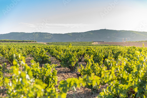 Paisaje de viñas con racimos de uvas en campos de viñedos para recolectar en la vendimia y producir vino