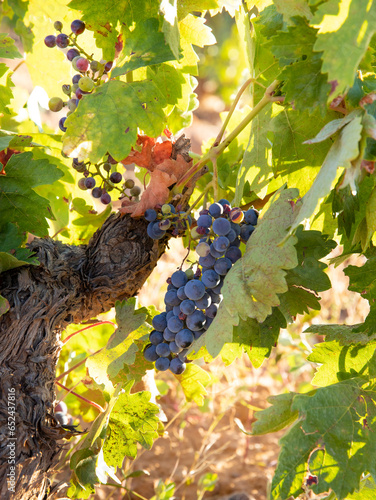 Viñas con racimos de uvas en campos de viñedos para recolectar en la vendimia y producir vino