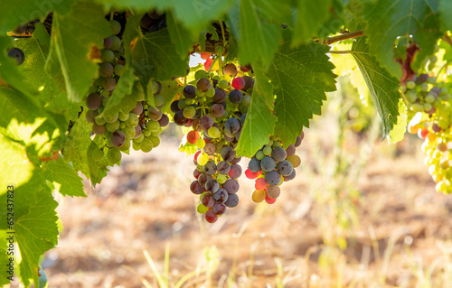 Viñas con racimos de uvas en campos de viñedos para recolectar en la vendimia y producir vino
