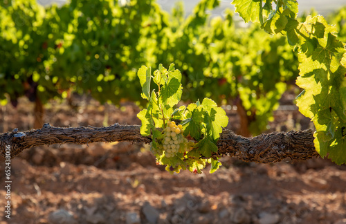 Viñas con racimos de uvas en campos de viñedos para recolectar en la vendimia y producir vino