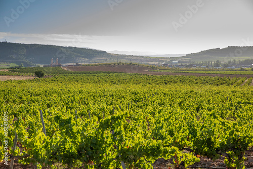 Paisaje de viñas con racimos de uvas en campos de viñedos para recolectar en la vendimia y producir vino