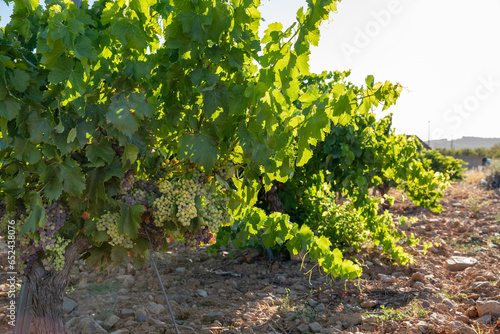 Viña con racimos de uvas en campos de viñedos para recolectar en la vendimia y producir vino