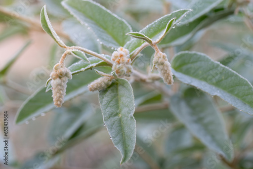Closeup of the flowers of Croton lindheimeri.