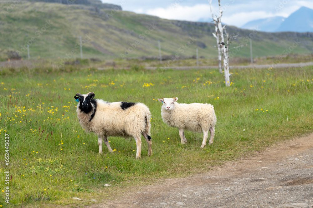 Obraz premium Adorable farm sheep, looking at camera, in Iceland, near the Ring Road