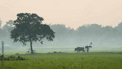 Farmer carrying plow yoke and his cattle in a foggy winter morning.  4k Video of rural Bangladesh with ambient sound. This serene footage is for use in videos about nature, travel, rural life. photo