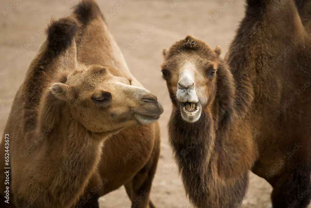 Fototapeta premium camel in the zoo