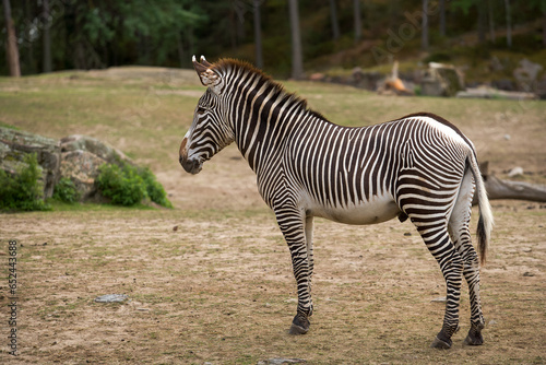 zebra in the zoo