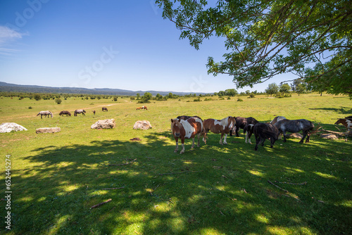 Natural park of Urbasa Andia in Navarre North of Spain landscape with horses in summer photo