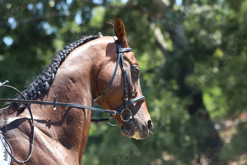  Equestrian sports background. Horse close up during dressage competition with unknown rider