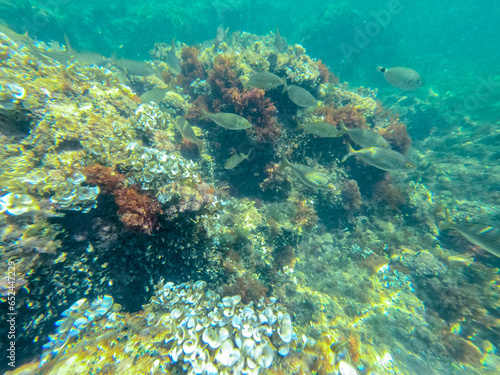 Underwater Mediterranean sea in Les Rotes beach marine reserve Denia Alicante Spain